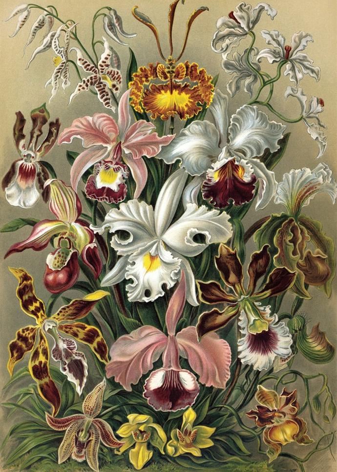 Reproductions d'illustrations Dybdahl