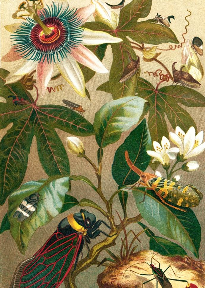 Reproductions d'illustrations Dybdahl