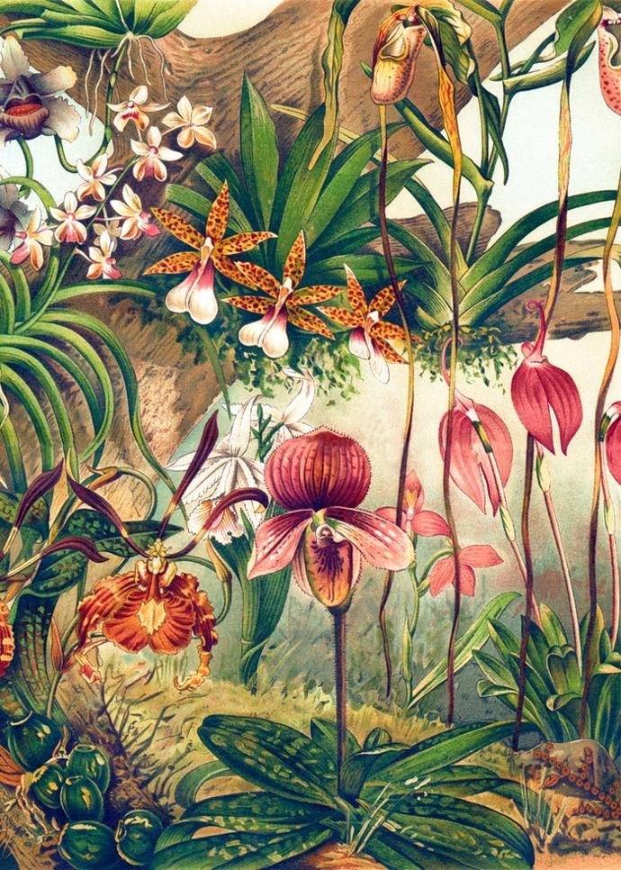 Reproductions d'illustrations Dybdahl
