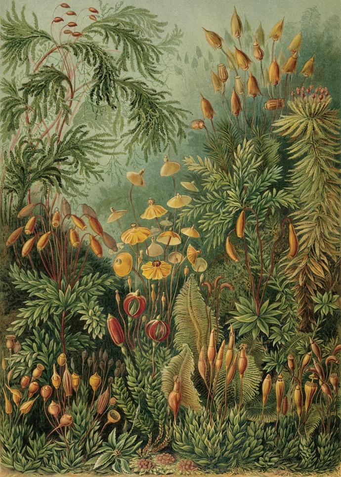 Reproductions d'illustrations Dybdahl